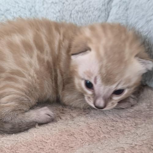 Foto van de poes