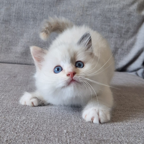 Foto van de poes