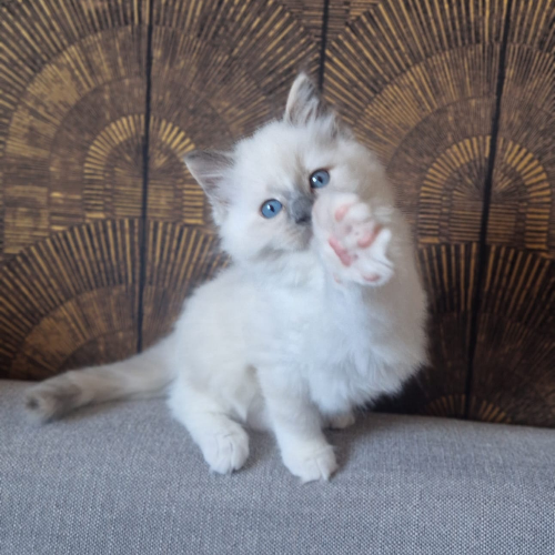 Foto van de poes