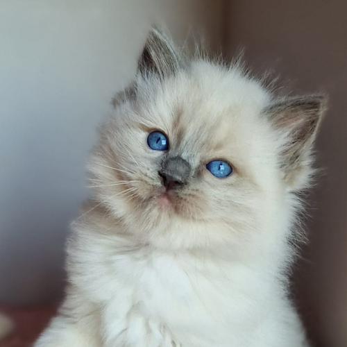 Foto van de poes