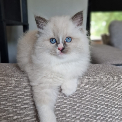 Foto van de poes