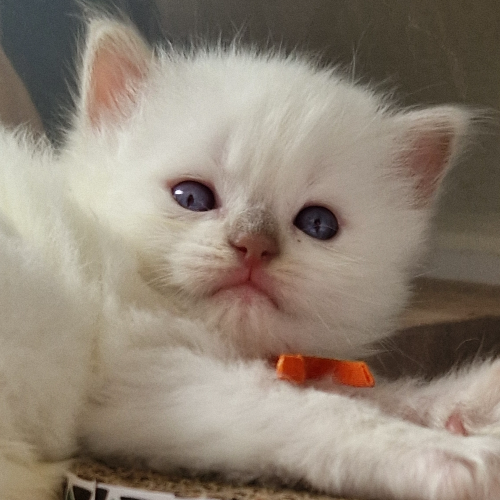 Foto van de poes