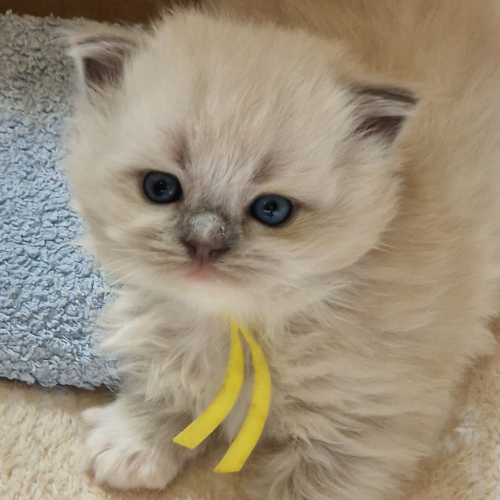 Foto van de poes
