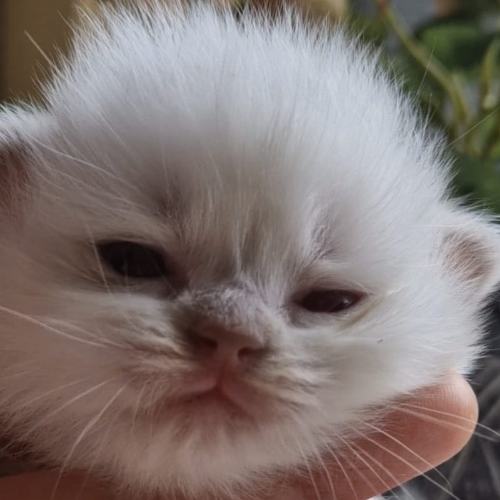 Foto van de poes