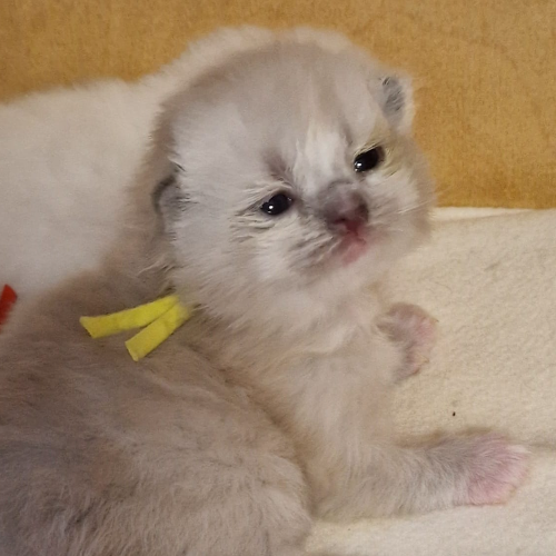 Foto van de poes