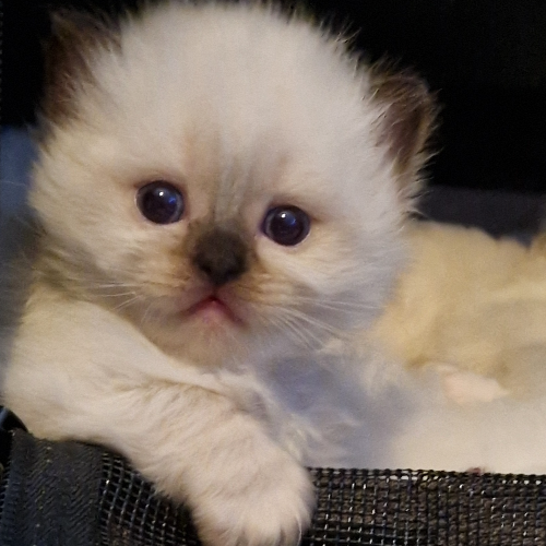 Foto van de poes