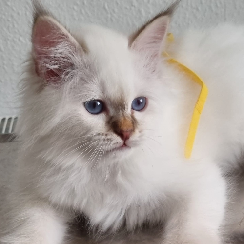 Foto van de poes