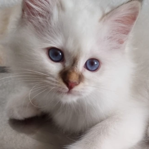 Foto van de poes