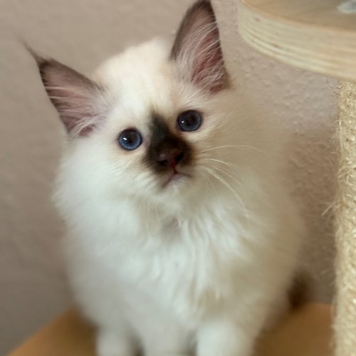 Foto van de poes