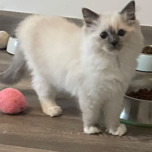 Foto van de poes
