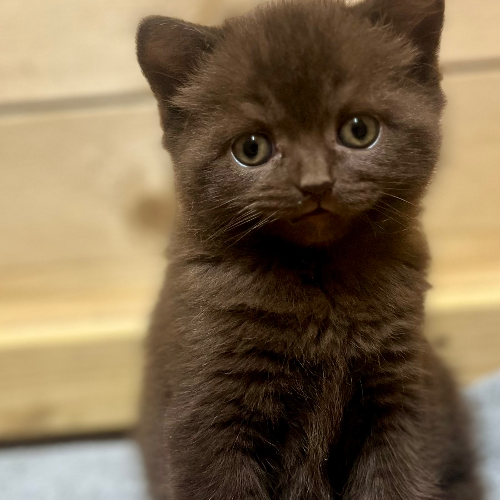 Foto van de poes