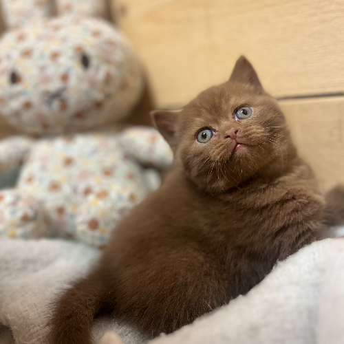 Foto van de poes