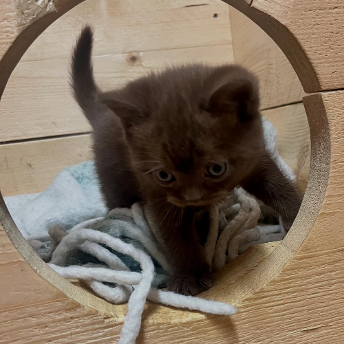 Foto van de poes