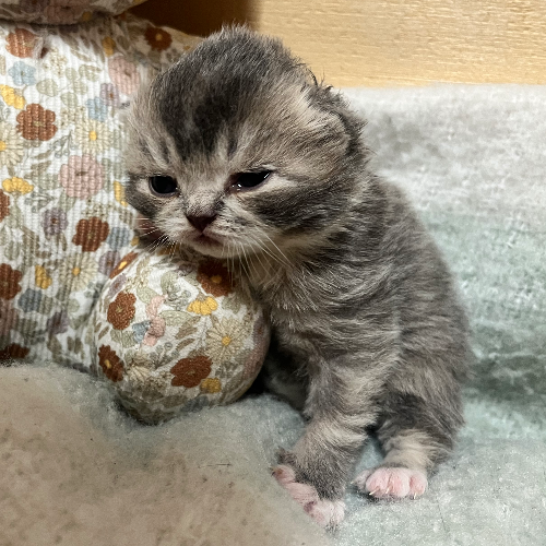 Foto van de poes