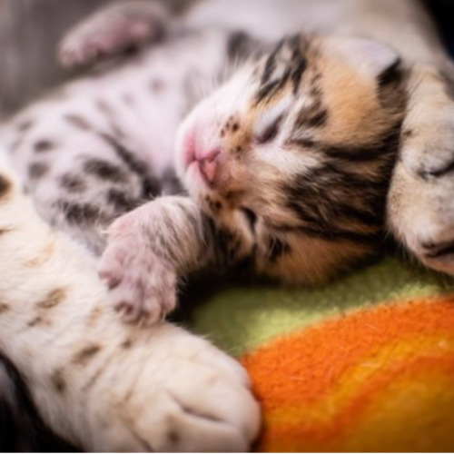 Foto van de poes