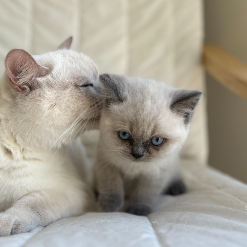 Foto van de poes