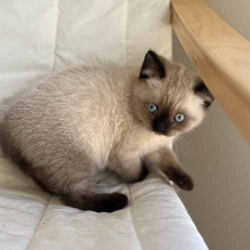 Foto van de poes