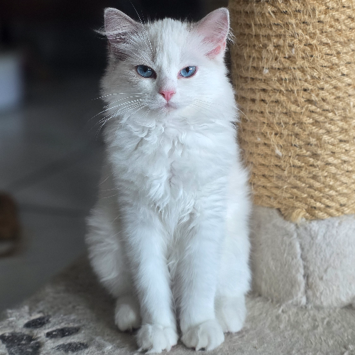 Foto van de poes