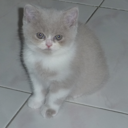 Foto van de poes