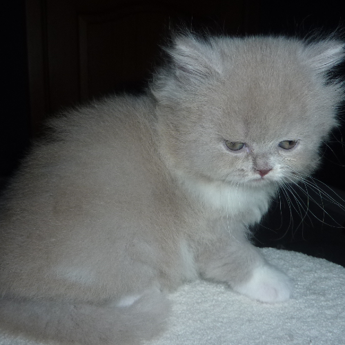 Foto van de poes