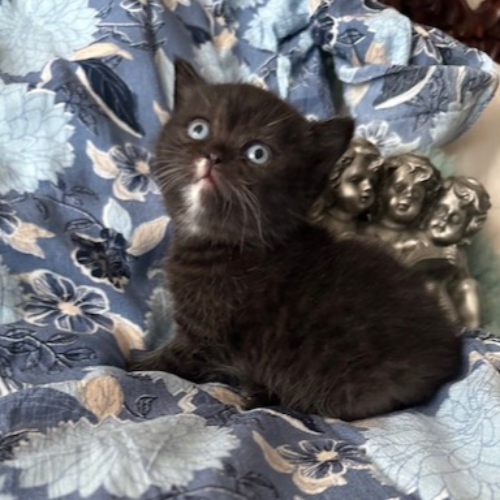 Foto van de poes