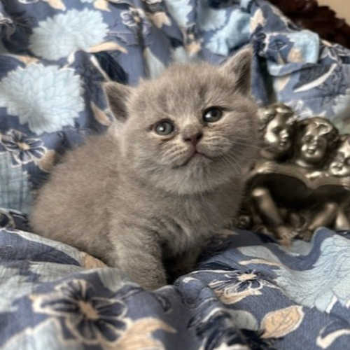 Foto van de poes