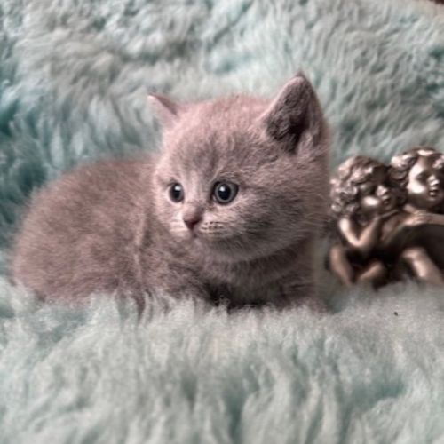 Foto van de poes