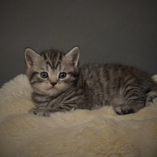Foto van de poes
