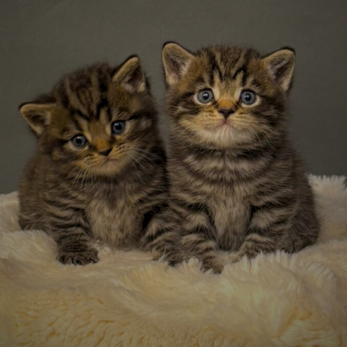 Foto van de poes