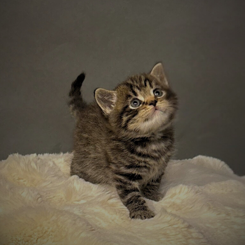 Foto van de poes