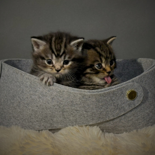 Foto van de poes