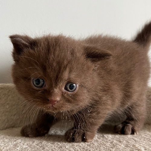 Foto van de poes