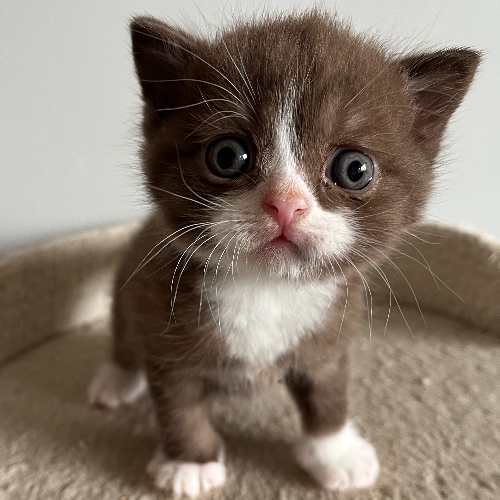 Foto van de poes