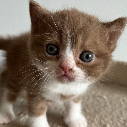 Foto van de poes