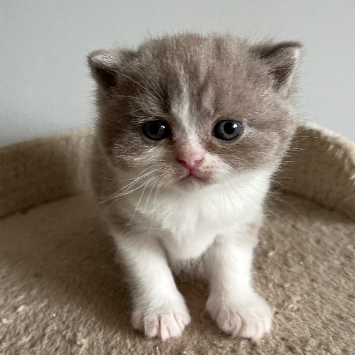 Foto van de poes