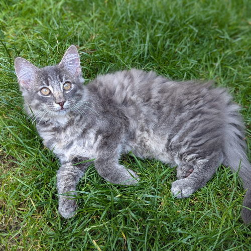 Foto van de poes