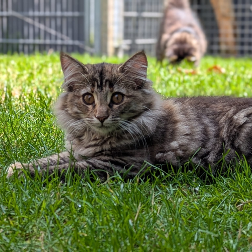 Foto van de poes