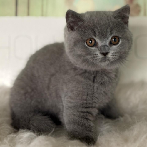 Foto van de poes