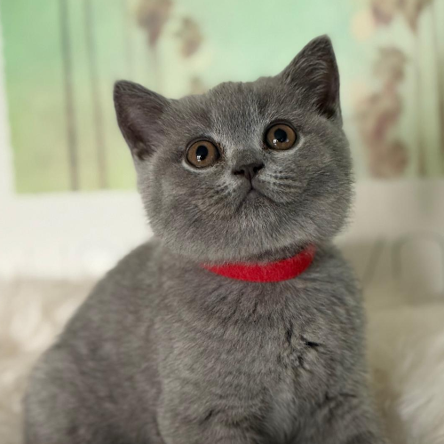 Foto van de poes