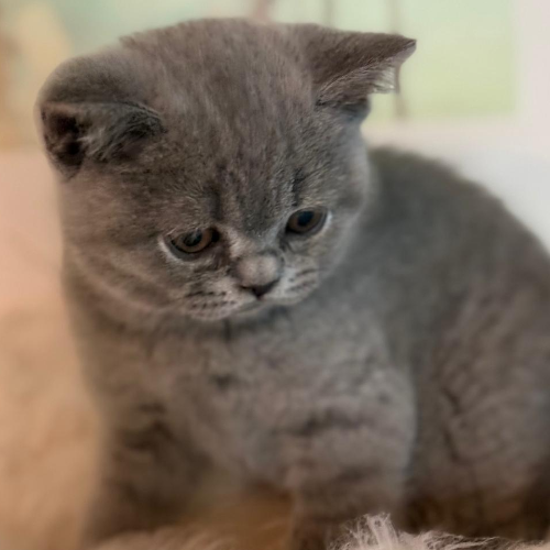 Foto van de poes