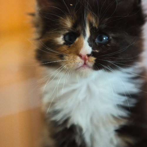 Foto van de poes