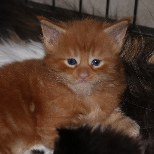 Foto van de poes