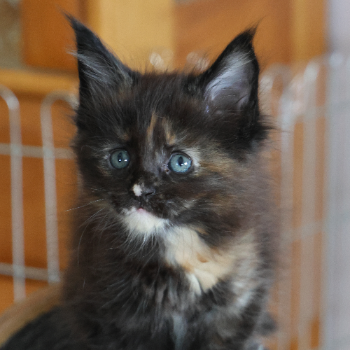 Foto van de poes