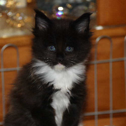Foto van de poes