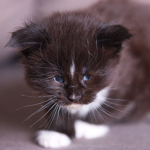 Foto van de poes
