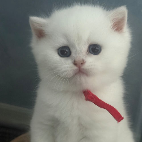 Foto van de poes