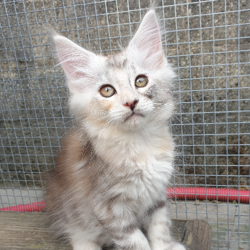 Foto van de poes