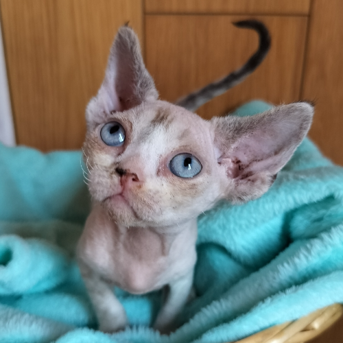 Foto van de poes