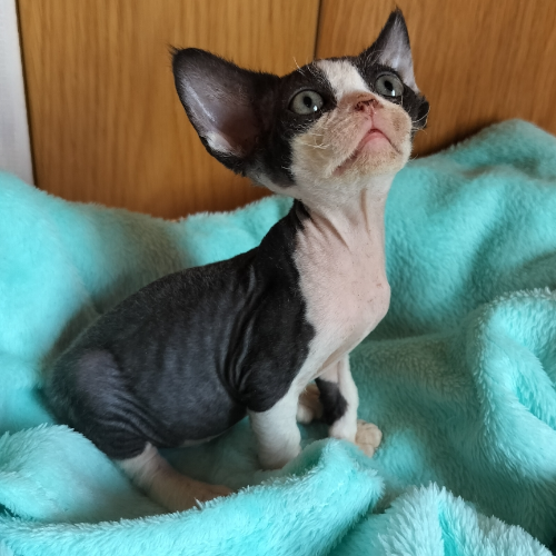 Foto van de poes