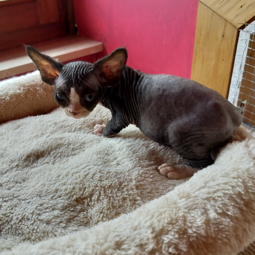 Foto van de poes